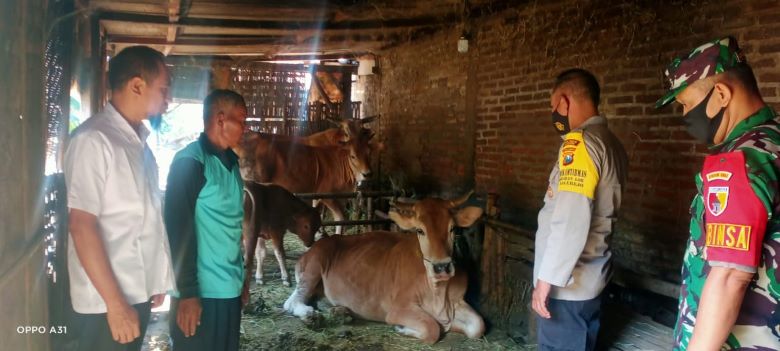 Kunjungan Pengecekan Ternak Ke Pemilik Sapi Pasca Terkena PMK