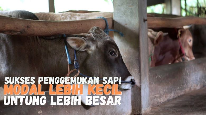 Channel Inspirasi : Strategi Ternak Sapi Penggemukan Lebih Untung Untuk Pemula